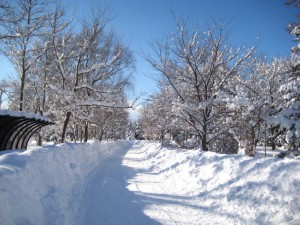 園内の雪情報