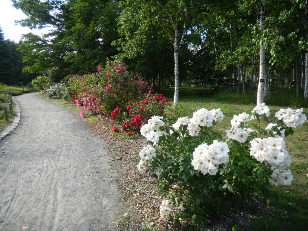 シュラブローズ 百合が原公園