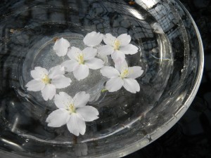 春の花と水盤展-2