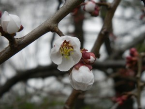 日本庭園梅