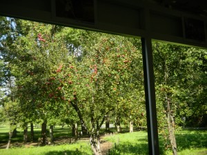 リリートレインの車窓から②ヒメリンゴ