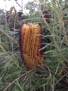 Banksia spinulosa