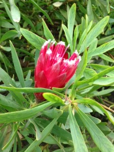 Protea'Clarks Red'