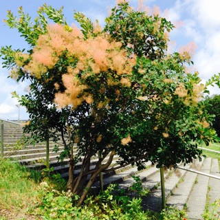 スモークツリー