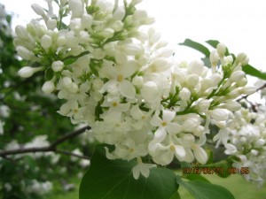 S. ×hyacinthifloraAngel White