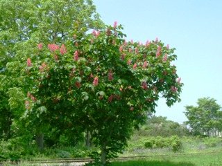 Aesculus x carnea (Red horse chestnut)