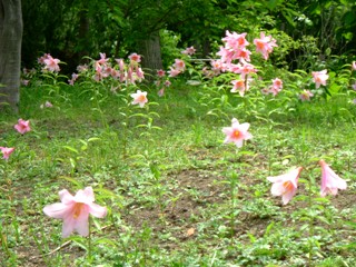 L. rubellum (Rosy Lily)