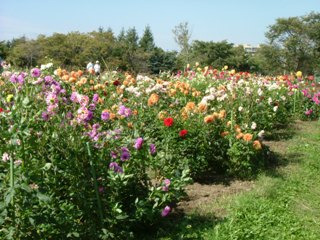 リリートレイン沿線のダリア園