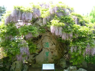 "Tai hu Stones"  and Wisteria