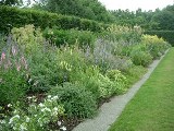 The Beech Hedge