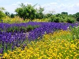 The Fragrant Garden