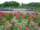 Rose Gardens