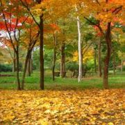 秋の紅葉と落葉