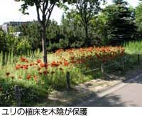 Trees give shade on bed of lilies.