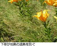 Grasses prevent bed of lilies from rising tempereture.