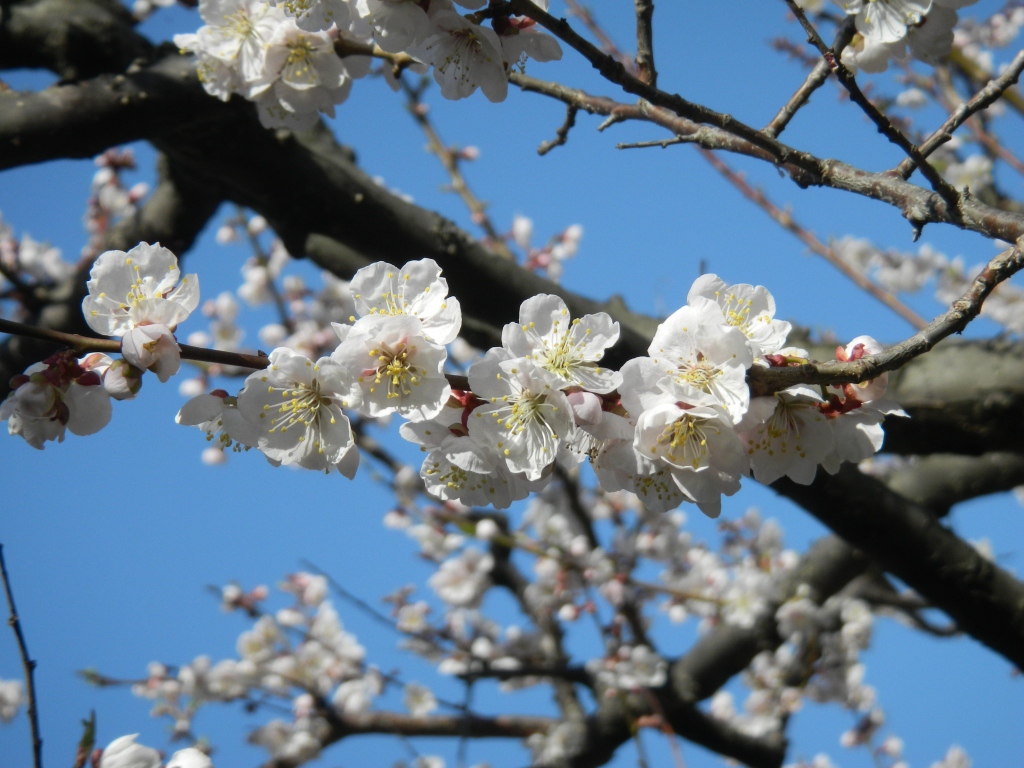 日本庭園の梅が満開