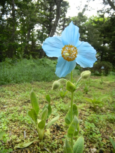 世界の庭園の花情報