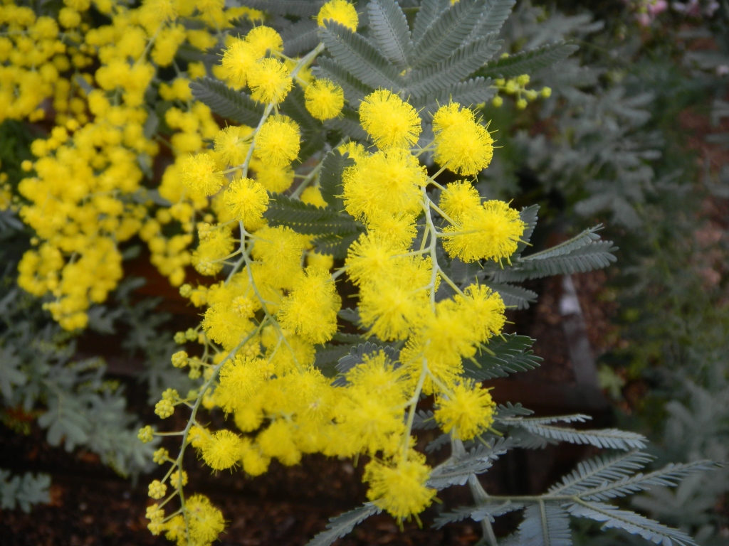 大温室に咲くマメ科の花♪