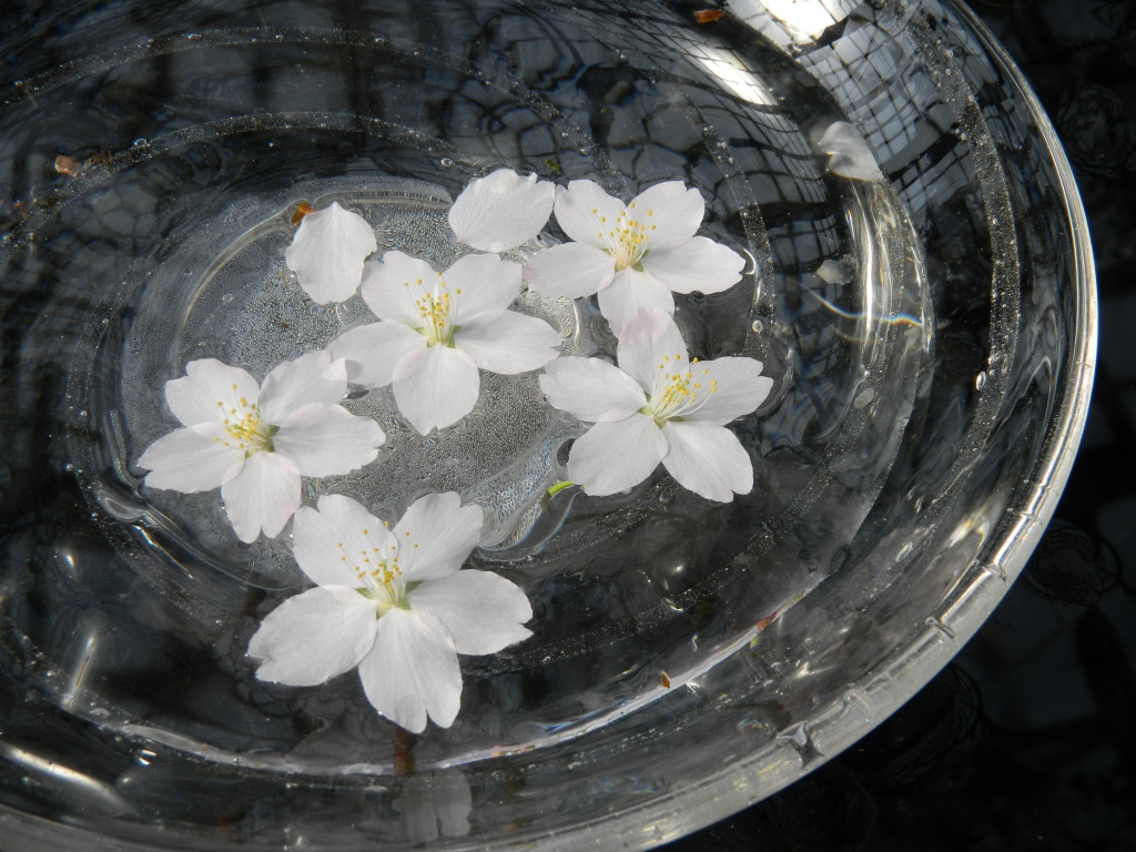 今日から「春の花と水盤展」がはじまります♪