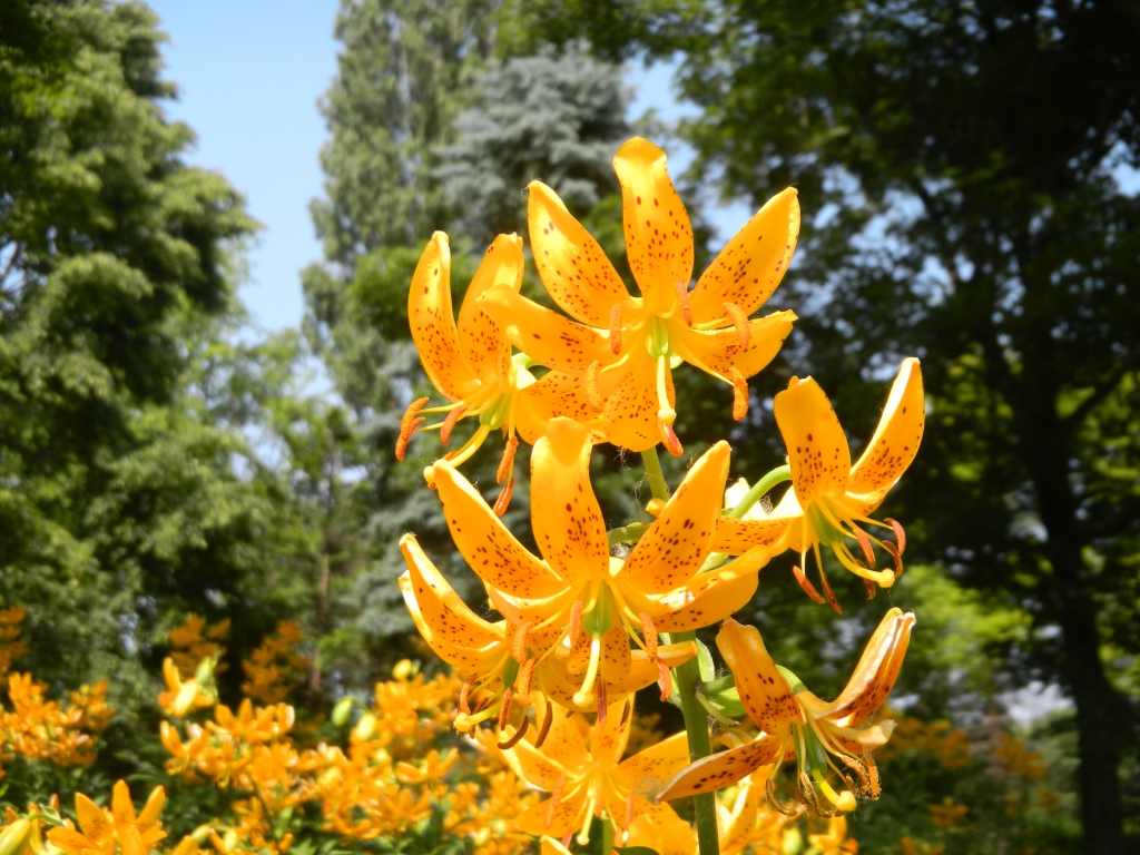 百合が原公園のユリ情報♪