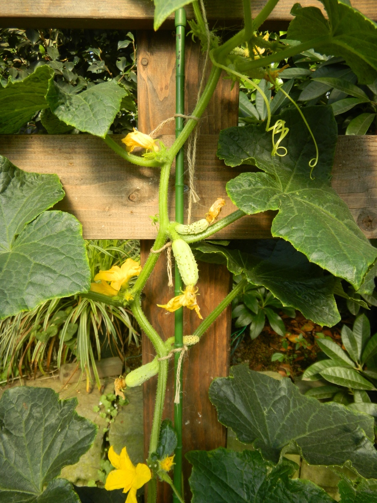 緑のセンター大温室では、ユニークな野菜が登場します♪