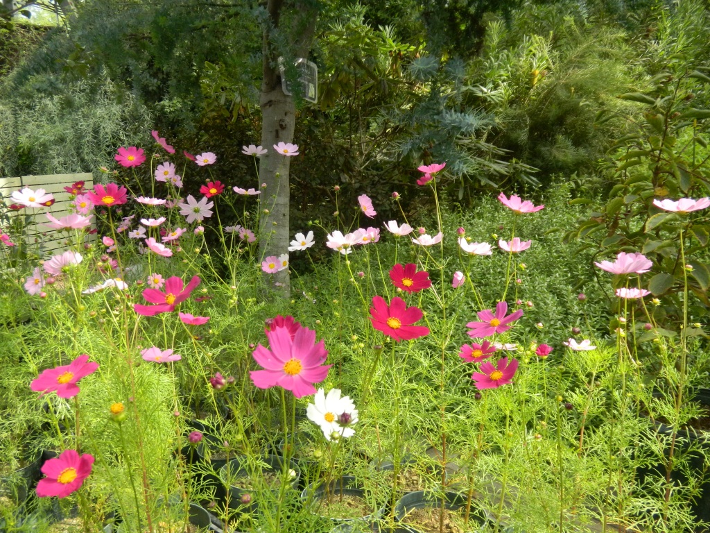 夏の花、秋の花