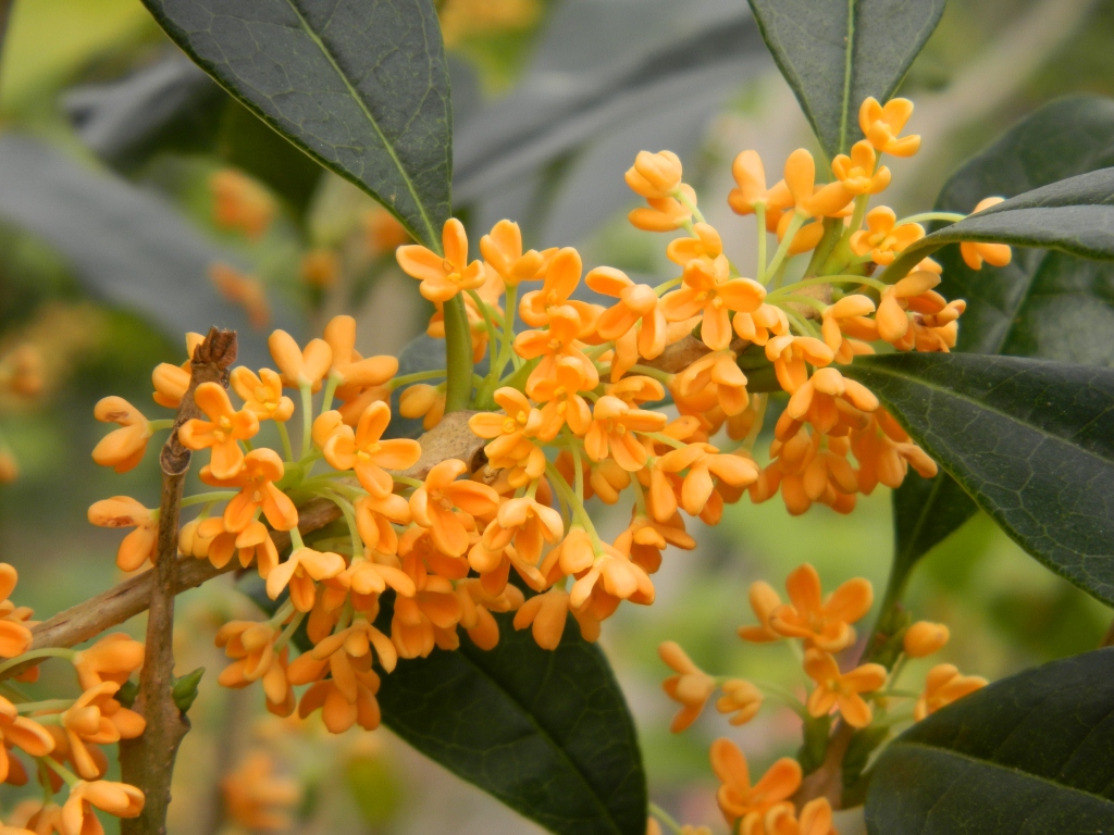 甘い香りのキンモクセイの花をお楽しみいただけます♪