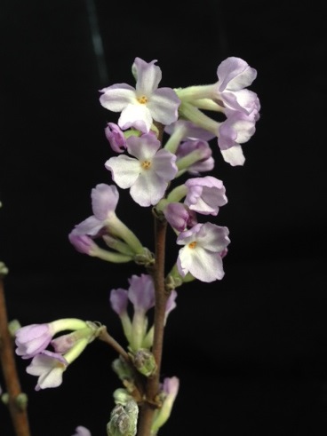 珍しいフジモドキの花が咲いています✿