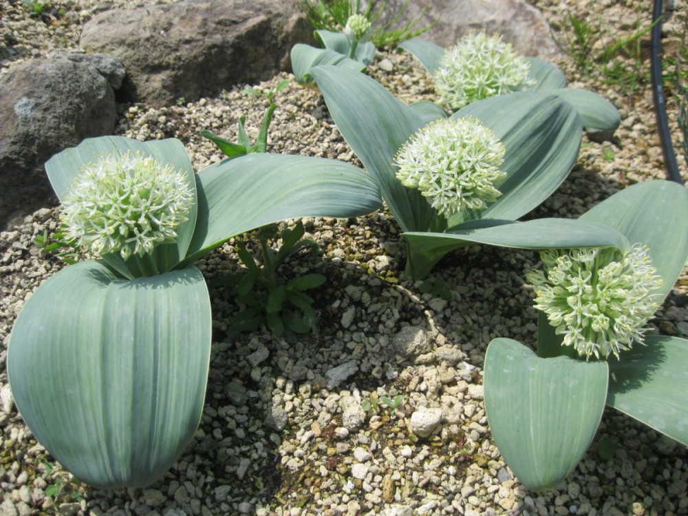 園内開花状況