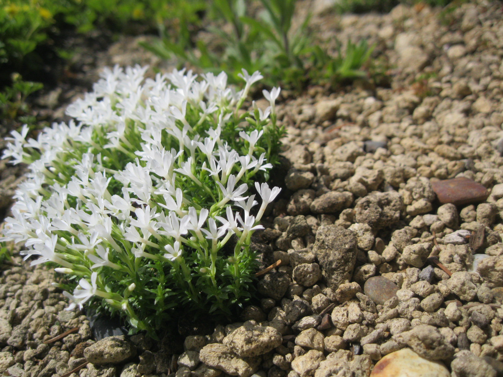 5月17日の開花状況