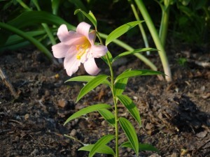 オトメユリが開花しました