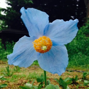 「ヒマラヤの青いケシ」が開花しました