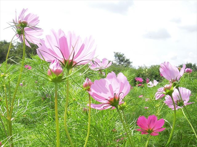 咲いた咲いたコスモス咲いた