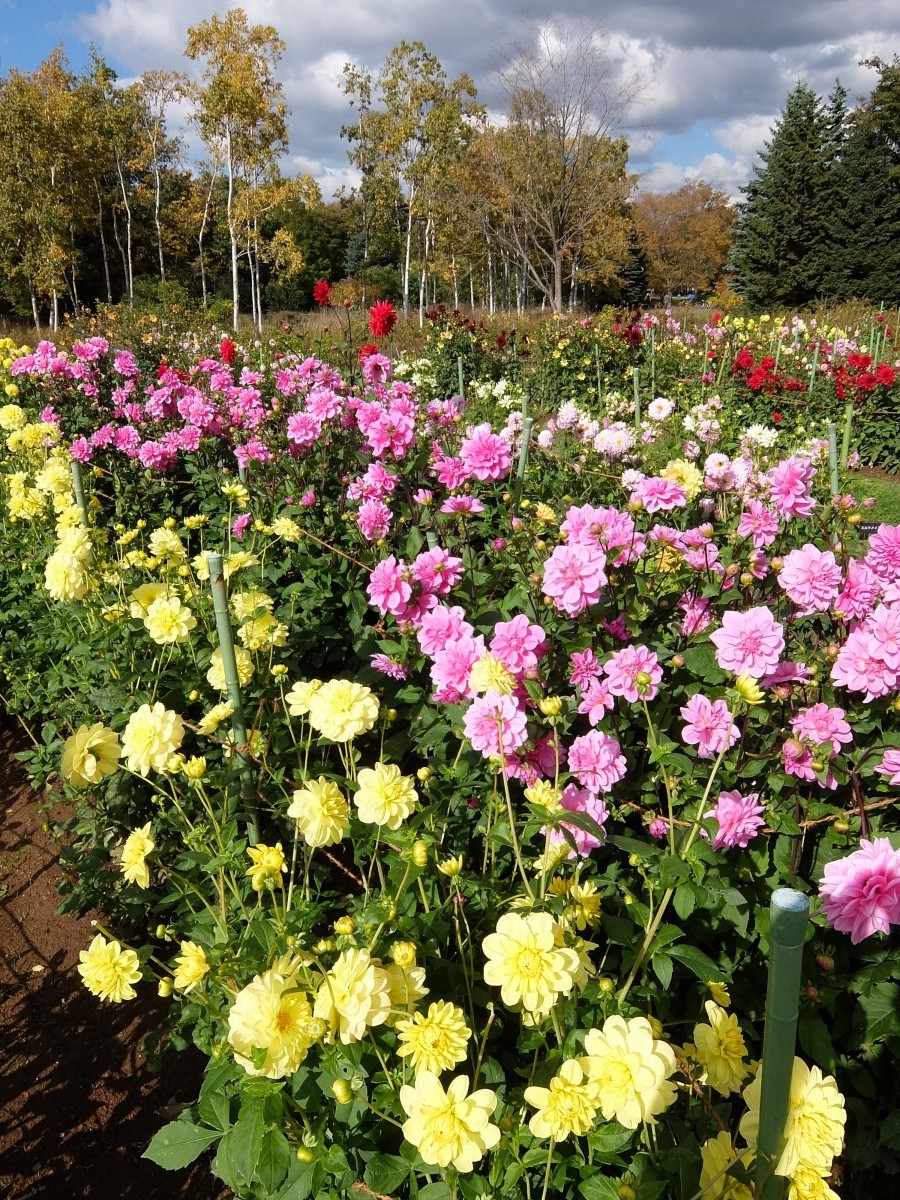 10月17日　百合が原公園開花情報