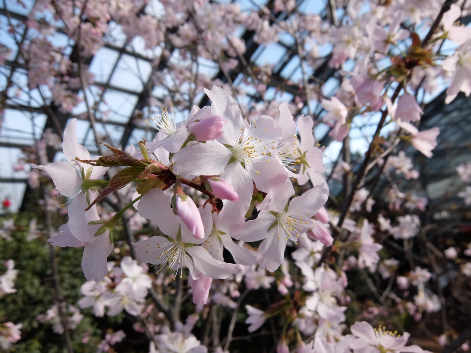 温室内エゾヤマザクラの開花状況