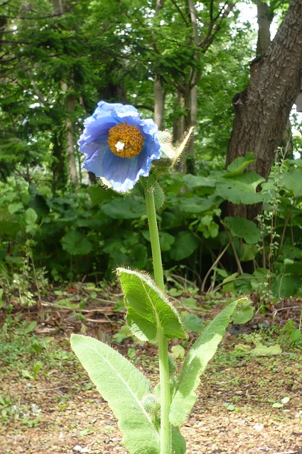 ヒマラヤの青いケシ「メコノプシス」が開花しました！