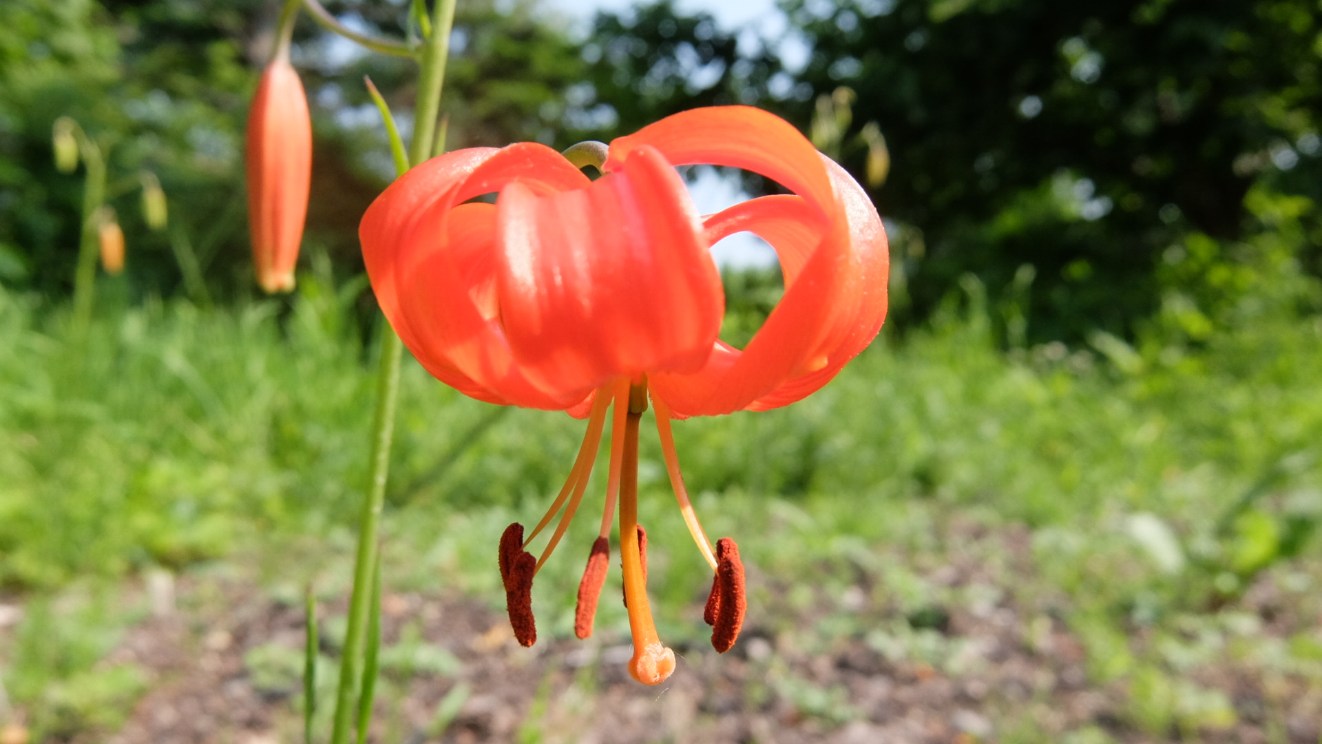 マルタゴンリリーとイトハユリ開花