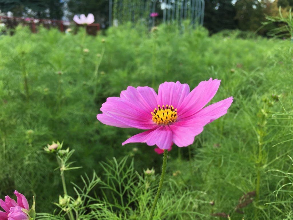 9月22日（金）園内開花情報♪