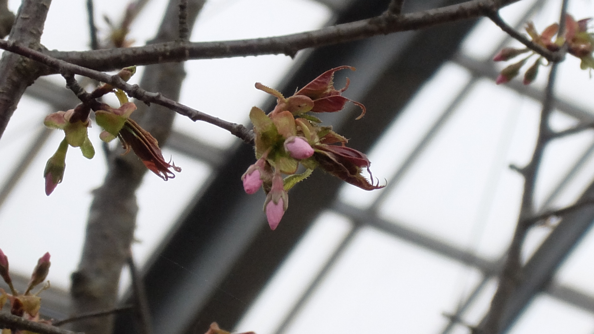 春の花展が始まります