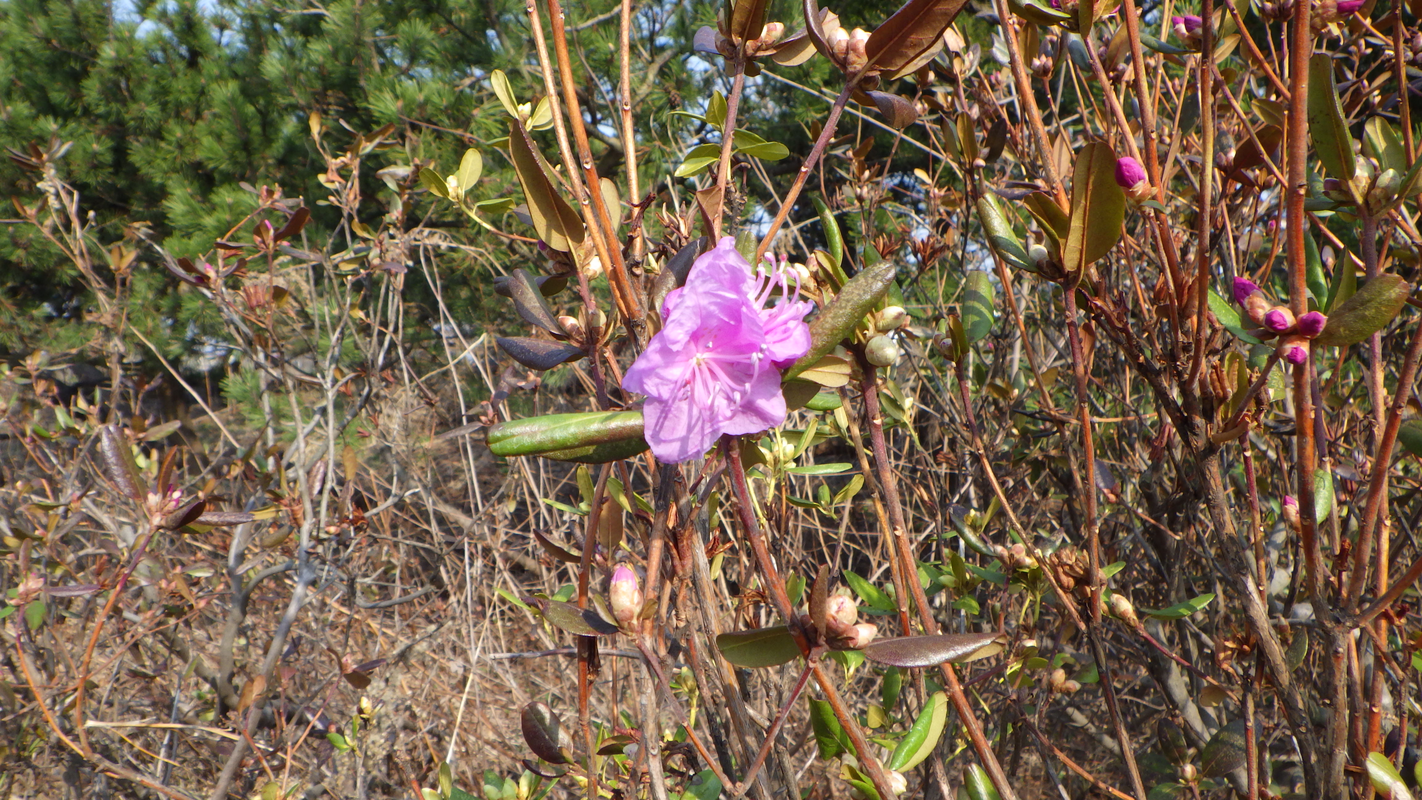 園内開花情報