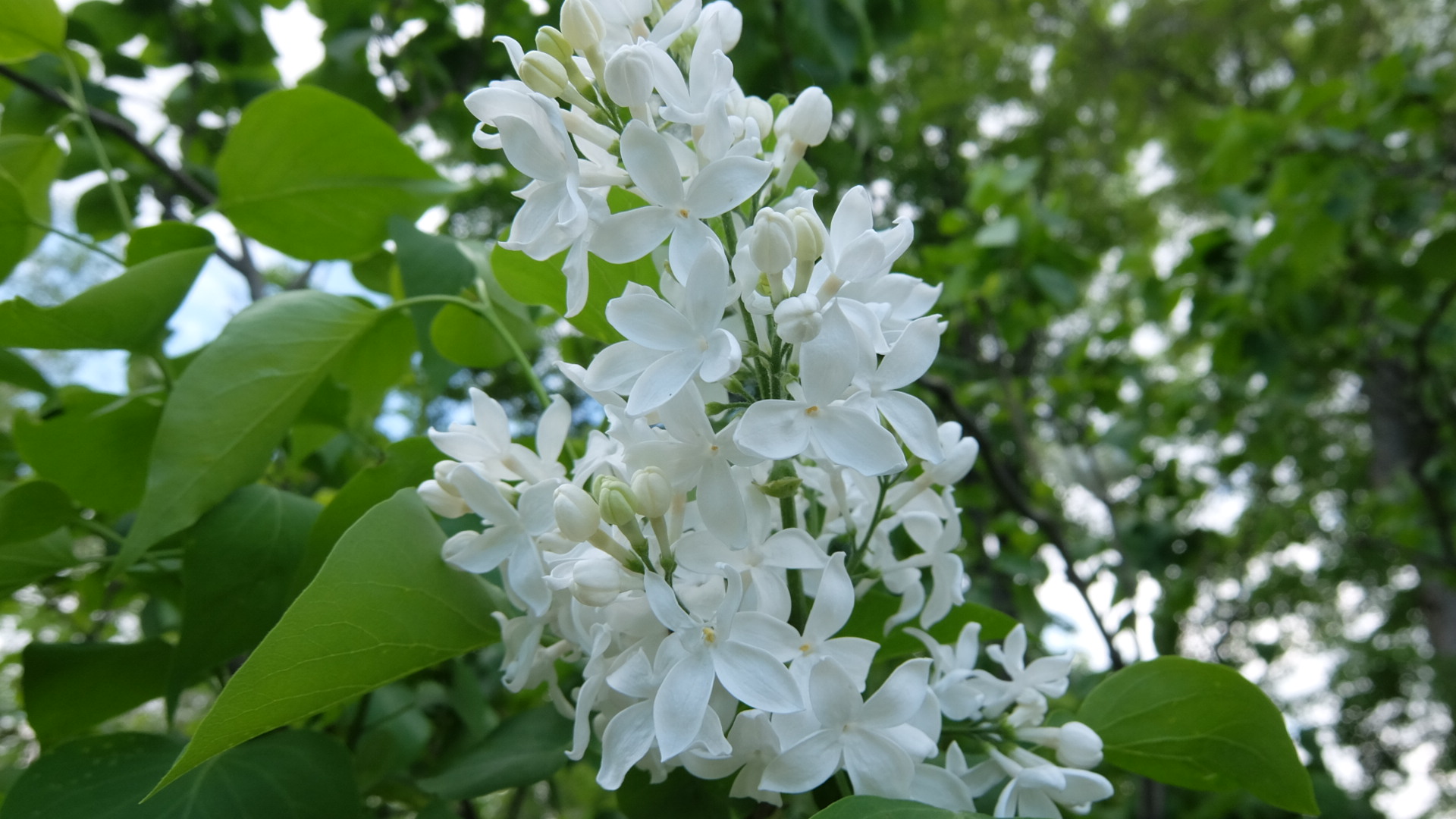 ライラックが見頃を迎えています 百合が原公園