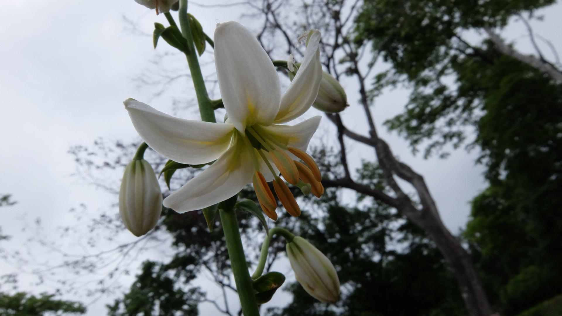 マルタゴンリリーが開花しています。