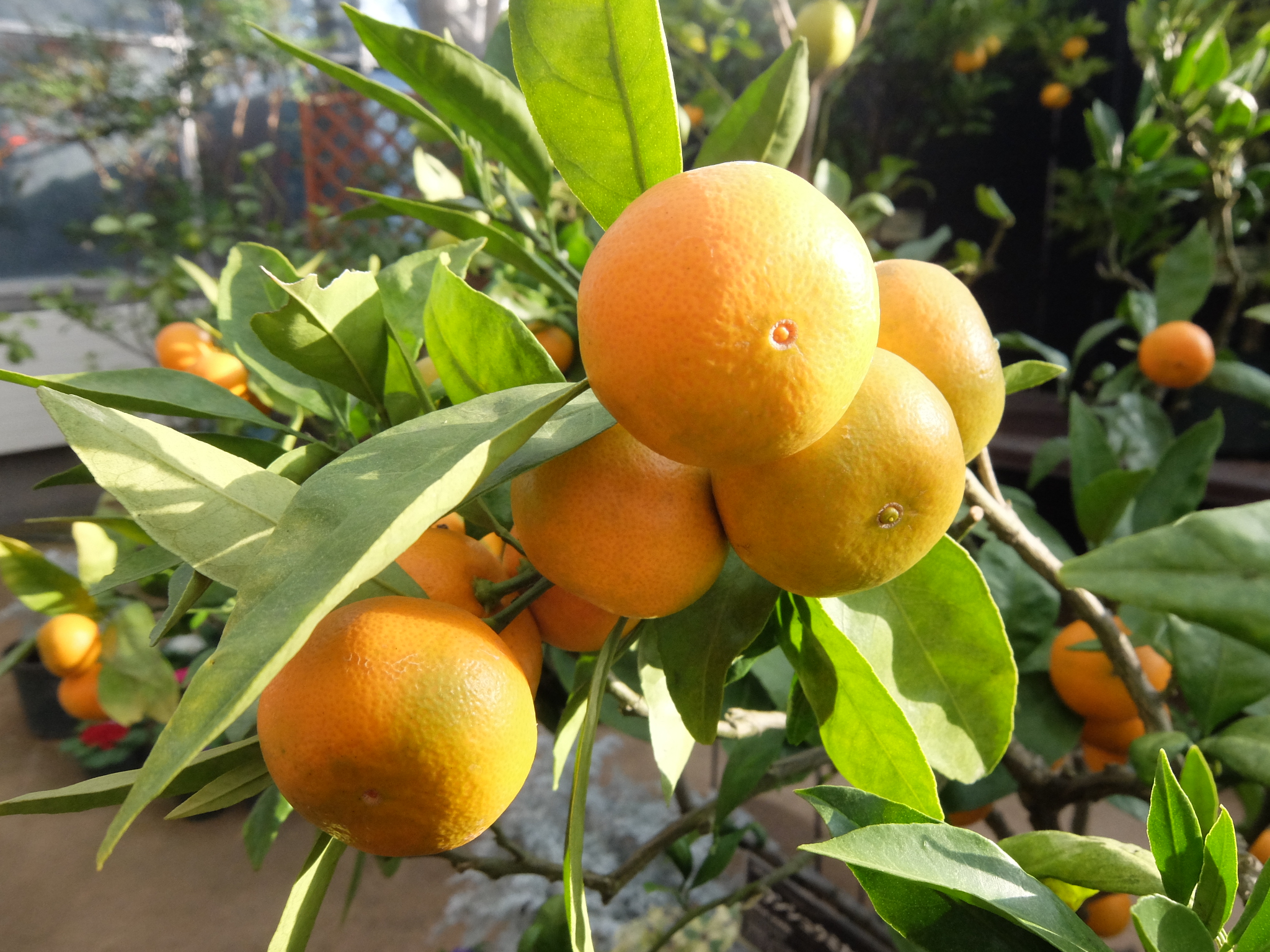柑橘類が実っています！