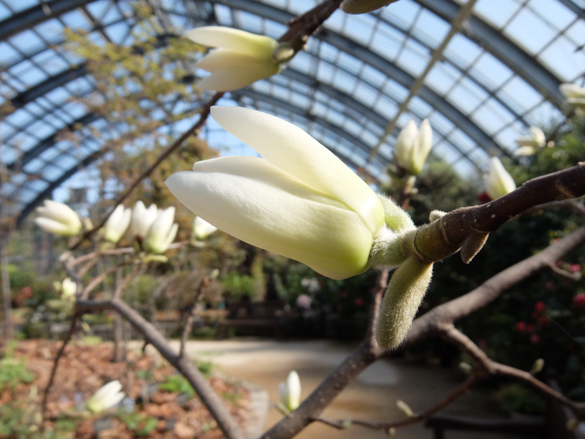 「春の花展」にいらっしゃいませんか