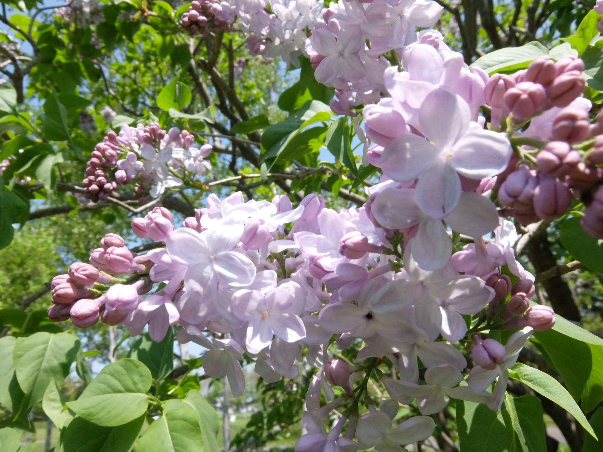 ライラックも開花し始めました。