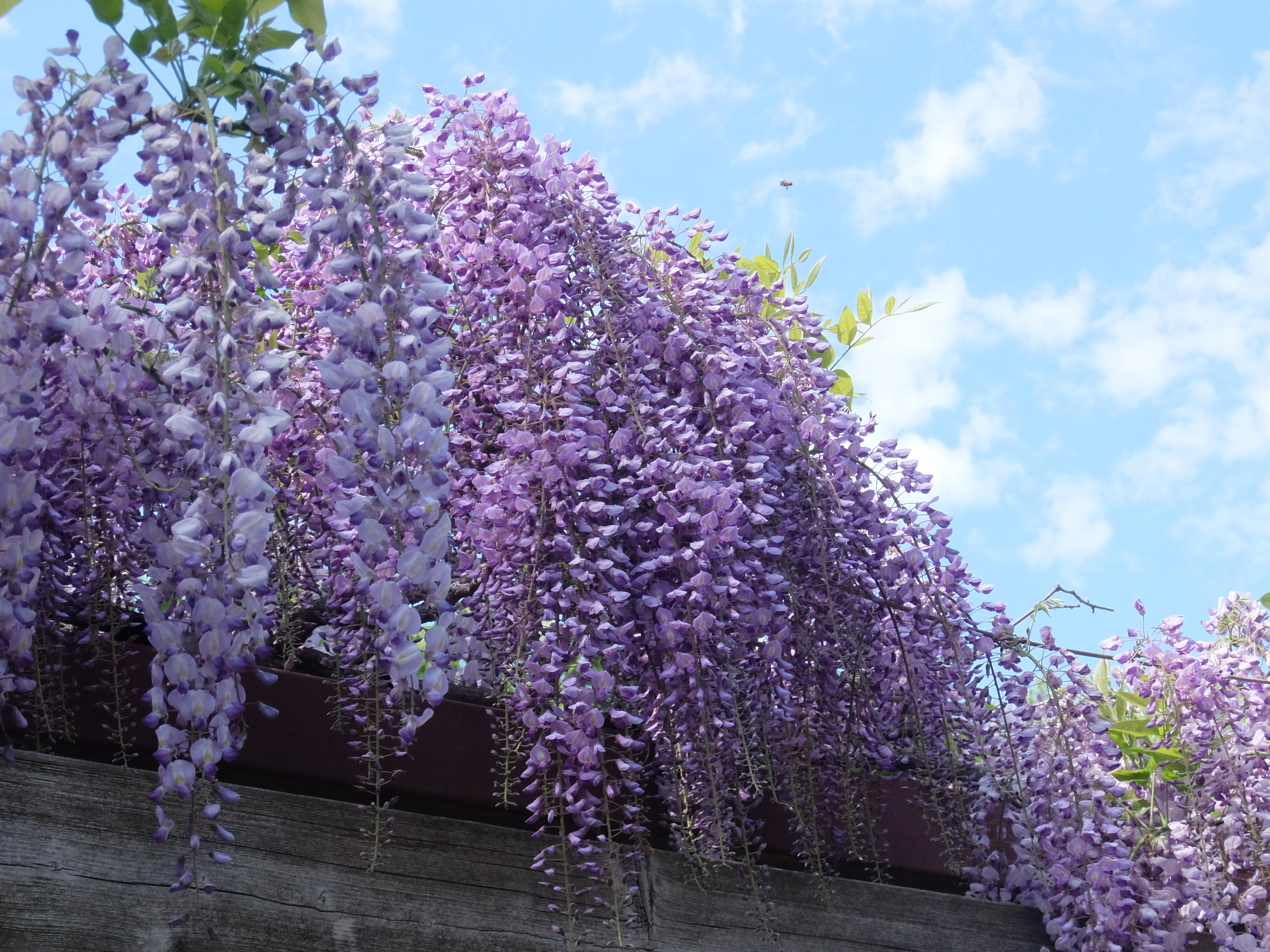 フジが開花しました