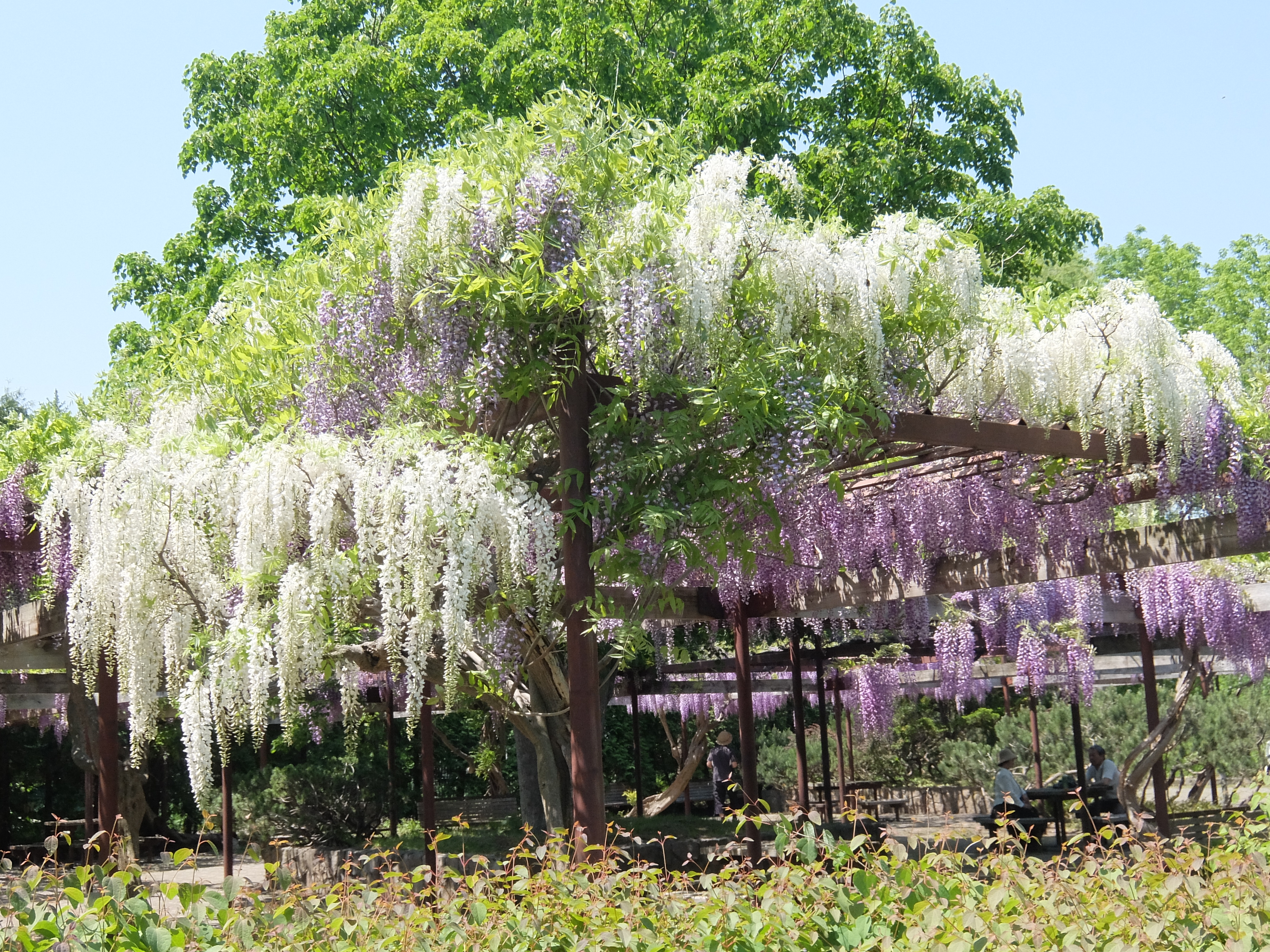 開花情報