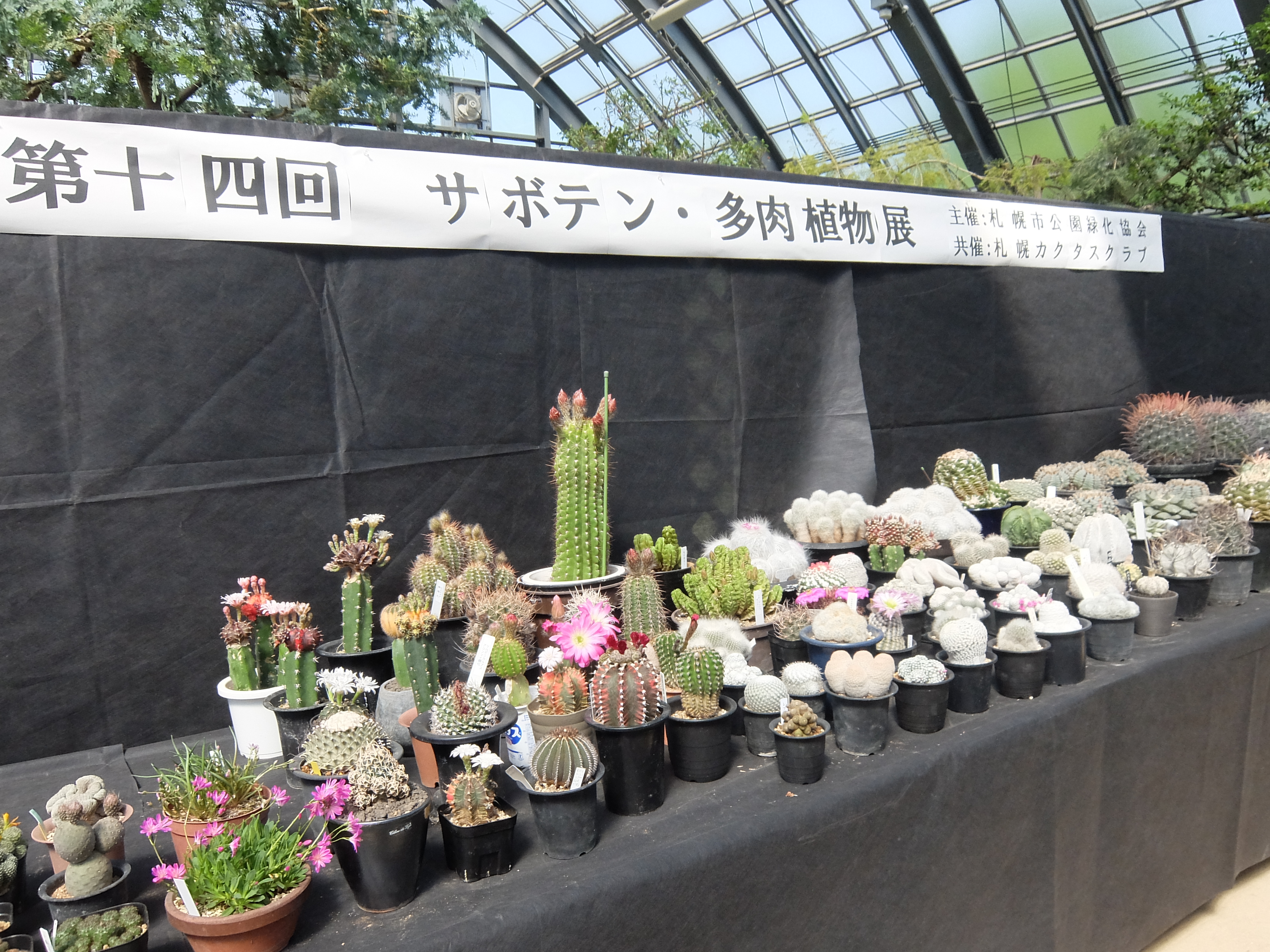 「サボテン・多肉植物展」本日より開催です