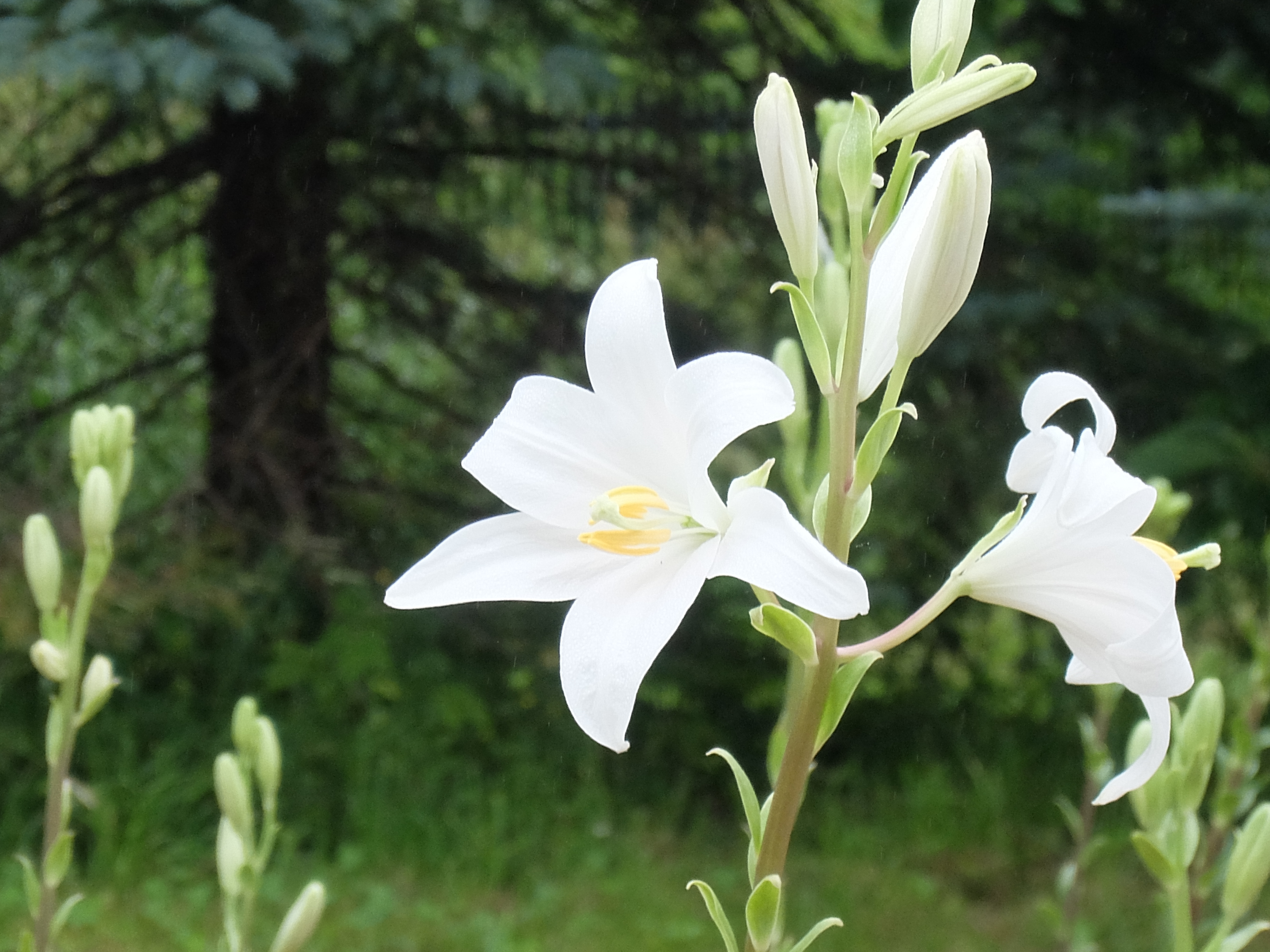 マドンナリリーが開花しました