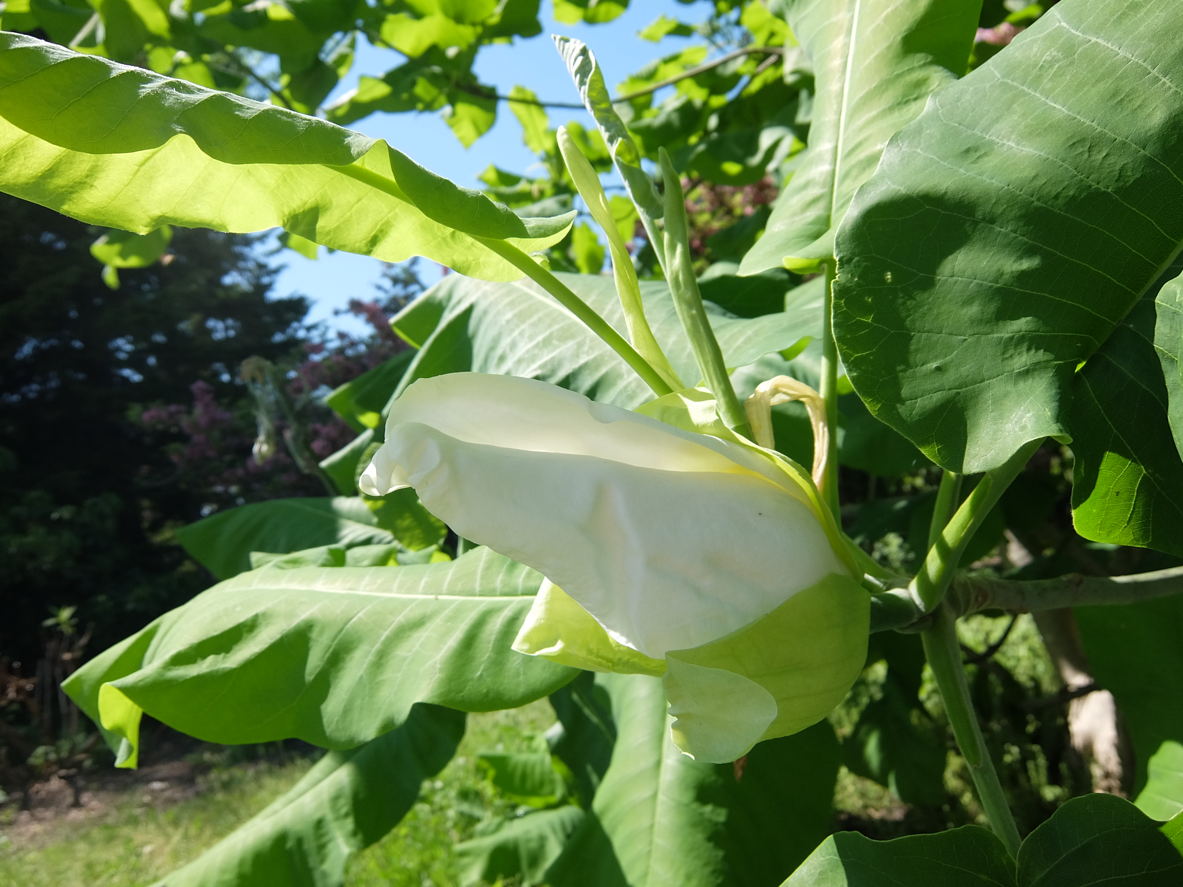 マグノリア アシェイが開花目前です